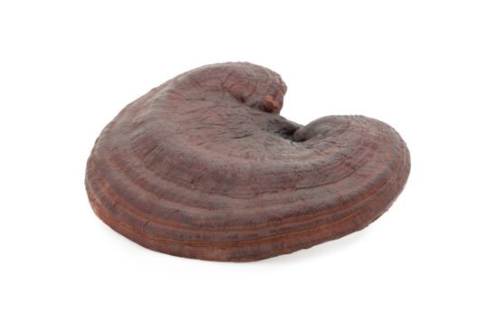 Ganoderma, Reishi: powder, extract and bulk capsules. contract manufacuturing, private label possible 