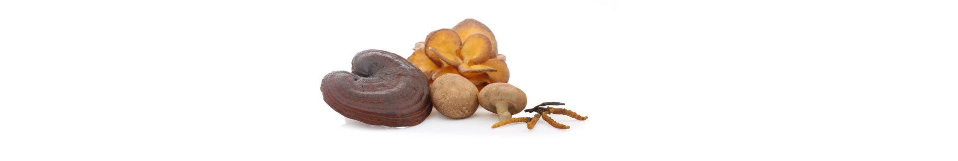 Medicinal mushrooms: mycotrition is  Europe's largest cultivator of bulk medicinal mushrooms
