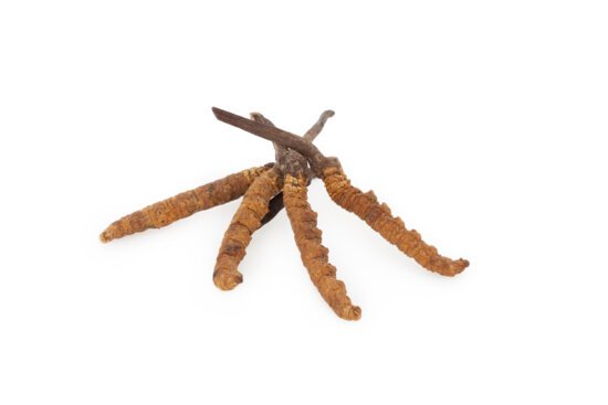 Cordyceps sinensis: powder, extract and bulk capsules. contract manufacuturing, private label possible 