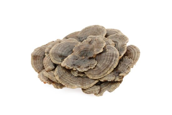 Turkey tail: powder, extract and bulk capsules by mycotrition. Blending, contract manufacturing, private label possible.